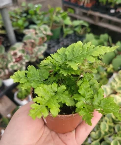 Autumn Fern Live Plant Dryopteris Erythrosora Japanese Shield Fern 2 inch Pot - Image 4