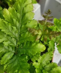 Autumn Fern Live Plant Dryopteris Erythrosora Japanese Shield Fern 2 inch Pot - Image 5