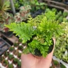 Autumn Fern Live Plant Dryopteris Erythrosora Japanese Shield Fern 2 inch Pot - Image 1