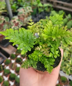 Autumn Fern Live Plant Dryopteris Erythrosora Japanese Shield Fern 2 inch Pot - Image 1
