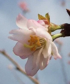 Autumnalis Flowering Cherry Live Tree - Pink Blossom Tree, 6-10" Tall in 2.5" Pot, Outdoor - Image 2
