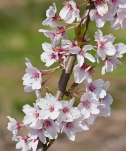 Autumnalis Flowering Cherry Live Tree - Pink Blossom Tree, 6-10