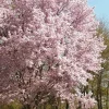 Autumnalis Flowering Cherry Live Tree - Pink Blossom Tree, 6-10" Tall in 2.5" Pot, Outdoor - Image 1