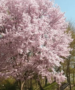 Autumnalis Flowering Cherry Live Tree - Pink Blossom Tree, 6-10" Tall in 2.5" Pot, Outdoor - Image 1