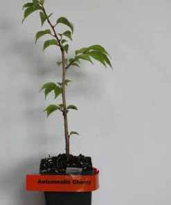 Autumnalis Flowering Cherry Live Tree - Pink Blossom Tree, 6-10
