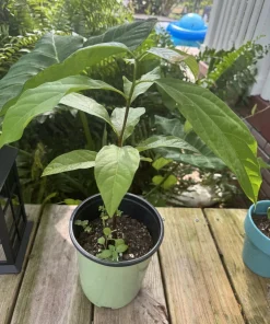 Avocado Live Plant – Grow Your Own Fruit Tree Indoor/Outdoor - Image 2
