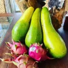 Avocado Live Plant – Grow Your Own Fruit Tree Indoor/Outdoor - Image 1