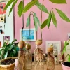 Avocado Tree Palmer Variety Live Plant - Fruit & Houseplant - Image 1