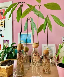 Avocado Tree Palmer Variety Live Plant - Fruit & Houseplant - Image 1