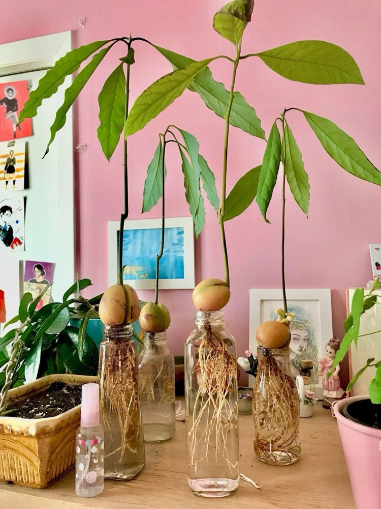 Avocado Tree Palmer Variety Live Plant - Fruit & Houseplant - Image 1