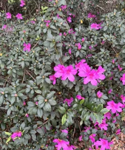 Azalea Live Plant – Flowering Evergreen Shrub – Potted – Indoor & Outdoor - Image 2