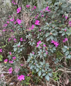 Azalea Live Plant – Flowering Evergreen Shrub – Potted – Indoor & Outdoor - Image 4