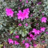 Azalea Live Plant – Flowering Evergreen Shrub – Potted – Indoor & Outdoor - Image 1