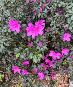 Azalea Live Plant – Flowering Evergreen Shrub – Potted – Indoor & Outdoor - Image 1