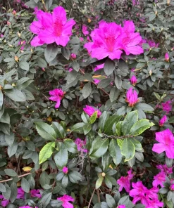 Azalea Live Plant in Pot - Potted Flowering Shrub for Garden - Image 3