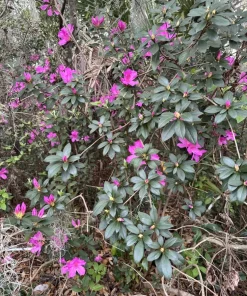 Azalea Live Plant in Pot - Potted Flowering Shrub for Garden - Image 4
