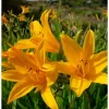 Aztec Gold Daylily Perennial Flower Bulb Bare Root Plants - 2 Pack, Outdoor - Image 1