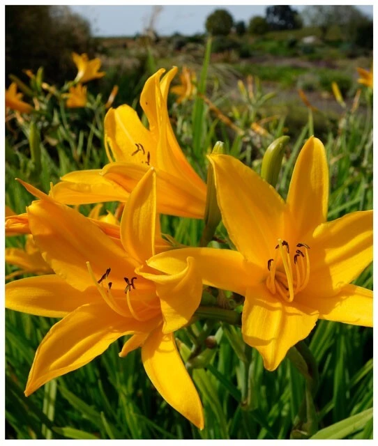 Aztec Gold Daylily Perennial Flower Bulb Bare Root Plants - 2 Pack, Outdoor - Image 1