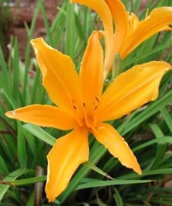 Aztec Gold Daylily Perennial Flower Bulb Bare Root Plants - 2 Pack, Outdoor - Image 2