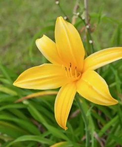 Aztec Gold Daylily Perennial Flower Bulb Bare Root Plants - 2 Pack, Outdoor - Image 3
