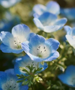 Baby Blue Eyes Flower Seeds – Nemophila Menziesii – 200 Seeds – Delicate Sky-Blue Blooms - Image 2