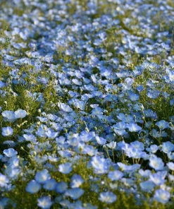 Baby Blue Eyes Flower Seeds – Nemophila Menziesii – 200 Seeds – Delicate Sky-Blue Blooms - Image 3