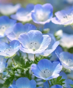 Baby Blue Eyes Flower Seeds – Nemophila Menziesii – 200 Seeds – Delicate Sky-Blue Blooms - Image 4