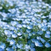 Baby Blue Eyes Flower Seeds – Nemophila Menziesii – 200 Seeds – Delicate Sky-Blue Blooms - Image 1