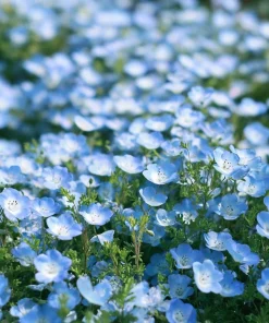 Baby Blue Eyes Flower Seeds – Nemophila Menziesii – 200 Seeds – Delicate Sky-Blue Blooms - Image 1