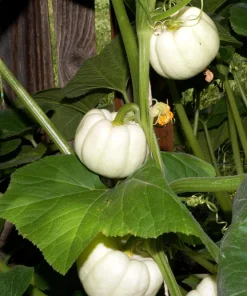 Baby Boo Miniature White Pumpkin Vegetable Seeds - 15 Count - Image 2