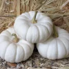 Baby Boo Miniature White Pumpkin Vegetable Seeds - 15 Count - Image 1