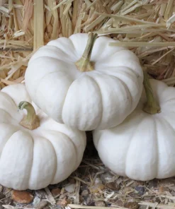 Baby Boo Miniature White Pumpkin Vegetable Seeds - 15 Count - Image 1