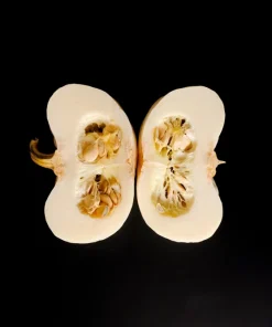 Baby Boo Miniature White Pumpkin Vegetable Seeds - 15 Count - Image 3
