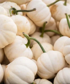 Baby Boo Miniature White Pumpkin Vegetable Seeds - 15 Count - Image 4