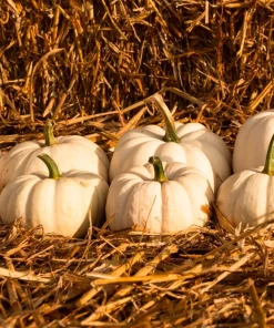 Baby Boo Miniature White Pumpkin Vegetable Seeds - 15 Count - Image 5
