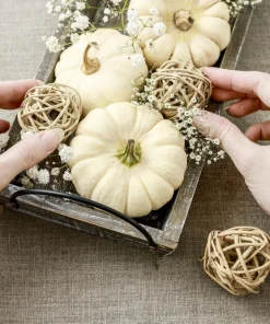 Baby Boo Miniature White Pumpkin Vegetable Seeds - 15 Count - Image 7