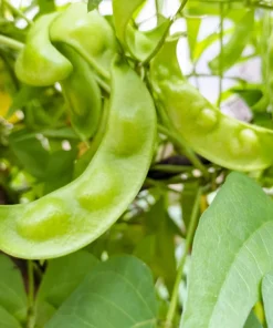 Baby Lima Bean Seeds - 50 Count - Phaseolus Lunatus Vegetable Seeds - Image 2