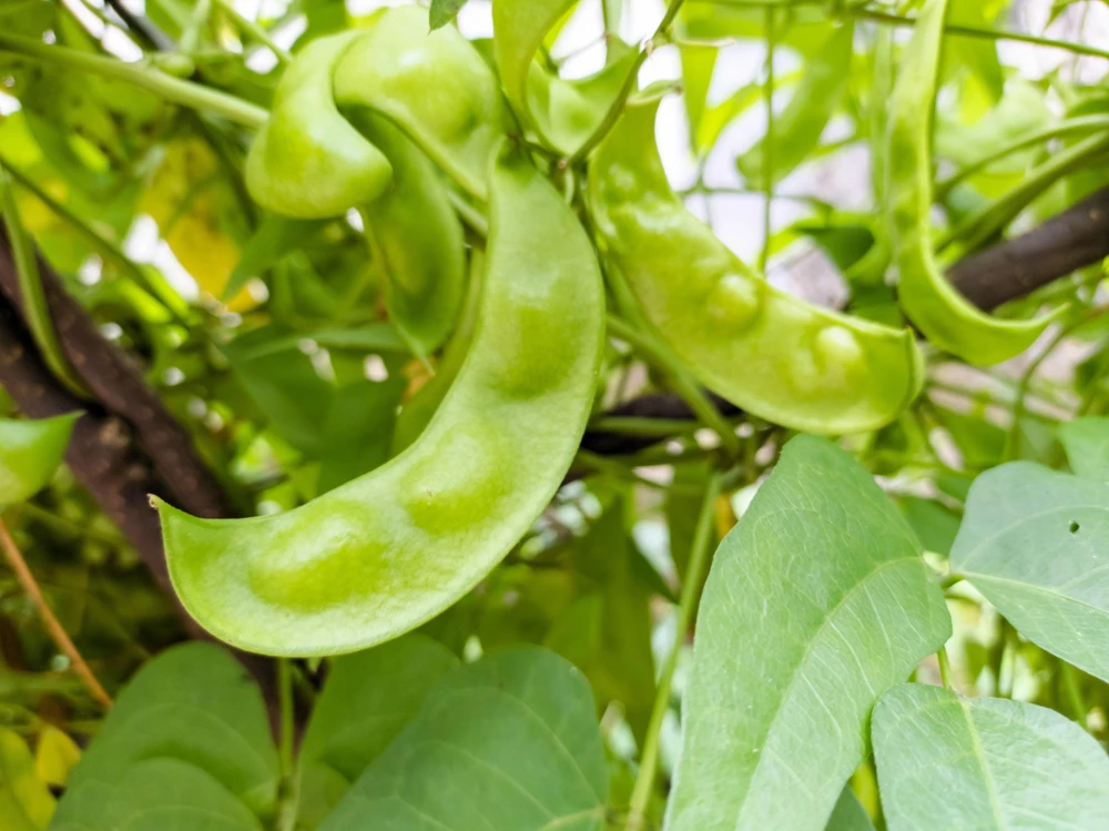 Baby Lima Bean Seeds - 50 Count - Phaseolus Lunatus Vegetable Seeds - Image 2