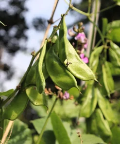 Baby Lima Bean Seeds - 50 Count - Phaseolus Lunatus Vegetable Seeds - Image 3