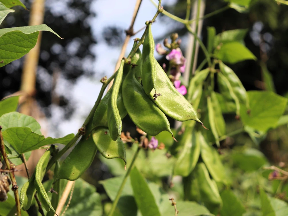 Baby Lima Bean Seeds - 50 Count - Phaseolus Lunatus Vegetable Seeds - Image 3