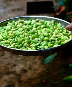 Baby Lima Bean Seeds - 50 Count - Phaseolus Lunatus Vegetable Seeds - Image 4
