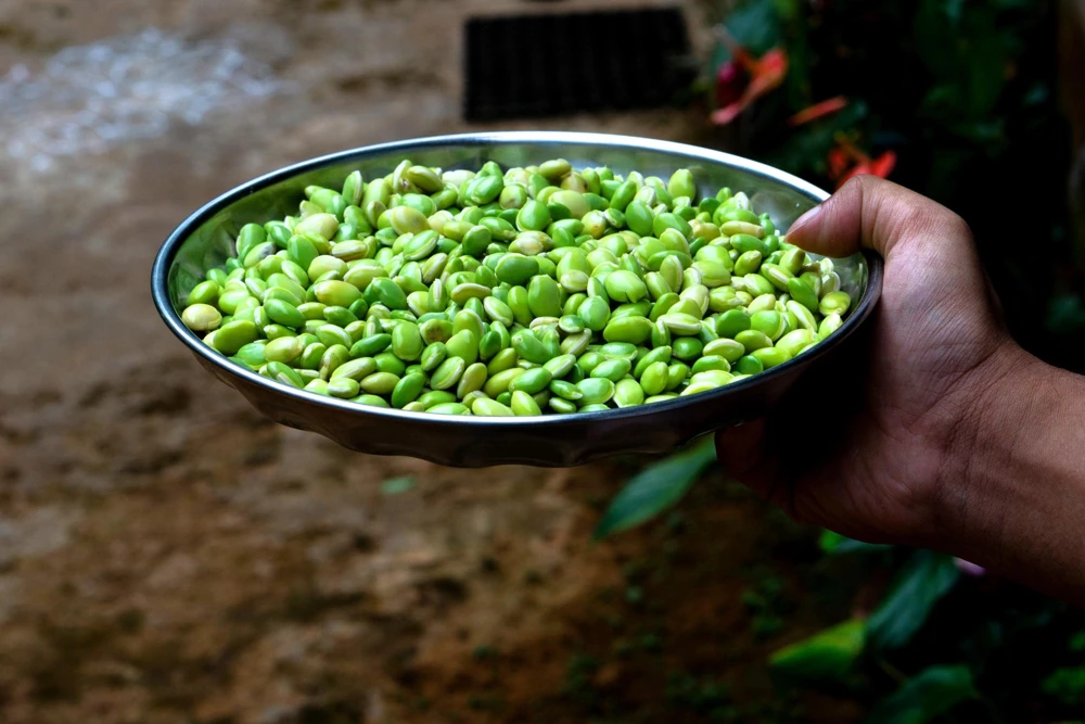 Baby Lima Bean Seeds - 50 Count - Phaseolus Lunatus Vegetable Seeds - Image 4