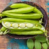Baby Lima Bean Seeds - 50 Count - Phaseolus Lunatus Vegetable Seeds - Image 1