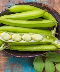 Baby Lima Bean Seeds - 50 Count - Phaseolus Lunatus Vegetable Seeds - Image 1