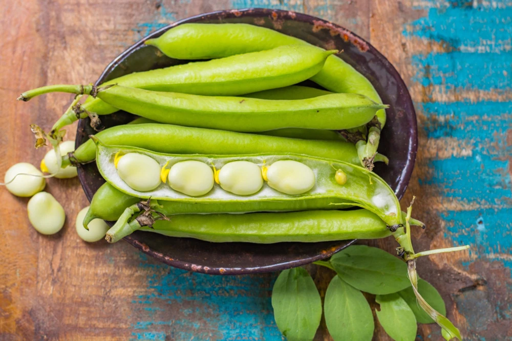 Baby Lima Bean Seeds - 50 Count - Phaseolus Lunatus Vegetable Seeds - Image 1