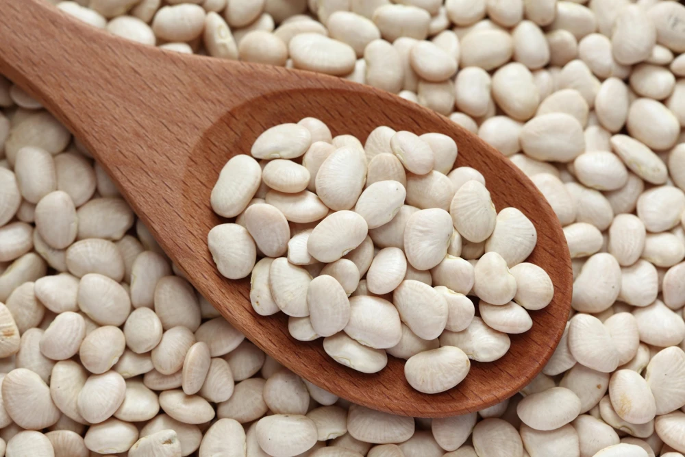Baby Lima Bean Seeds - 50 Count - Phaseolus Lunatus Vegetable Seeds - Image 7