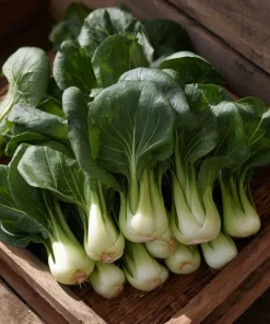 Baby Shanghai Pak Choi Cabbage Seeds - 150 Count - Fast-Growing Asian Greens - Image 2