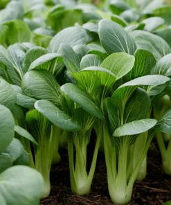Baby Shanghai Pak Choi Cabbage Seeds - 150 Count - Fast-Growing Asian Greens - Image 4