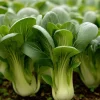 Baby Shanghai Pak Choi Cabbage Seeds - 150 Count - Fast-Growing Asian Greens - Image 1