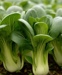 Baby Shanghai Pak Choi Cabbage Seeds - 150 Count - Fast-Growing Asian Greens - Image 1